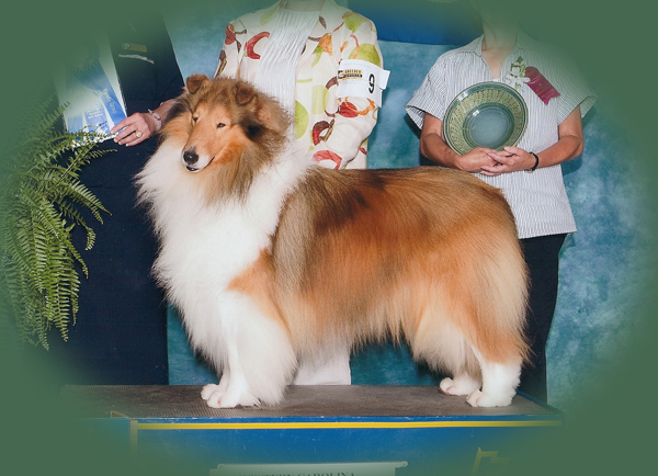 Ch. Westwood Aladdin