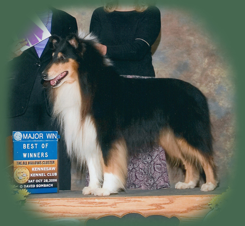 Ch. Westwood Southern Yankee