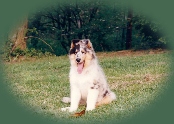 Ch. Westwood Sky Chief