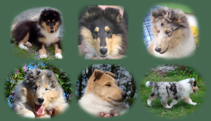 puppies