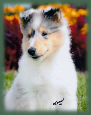 puppy picture 5