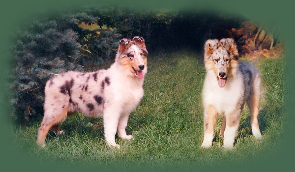 puppies1