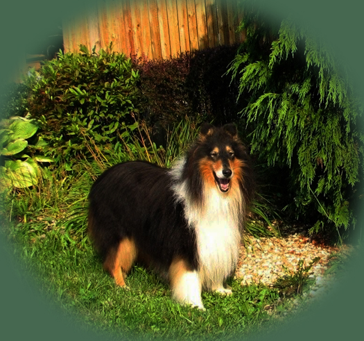 Ch. Westwood Southern Yankee